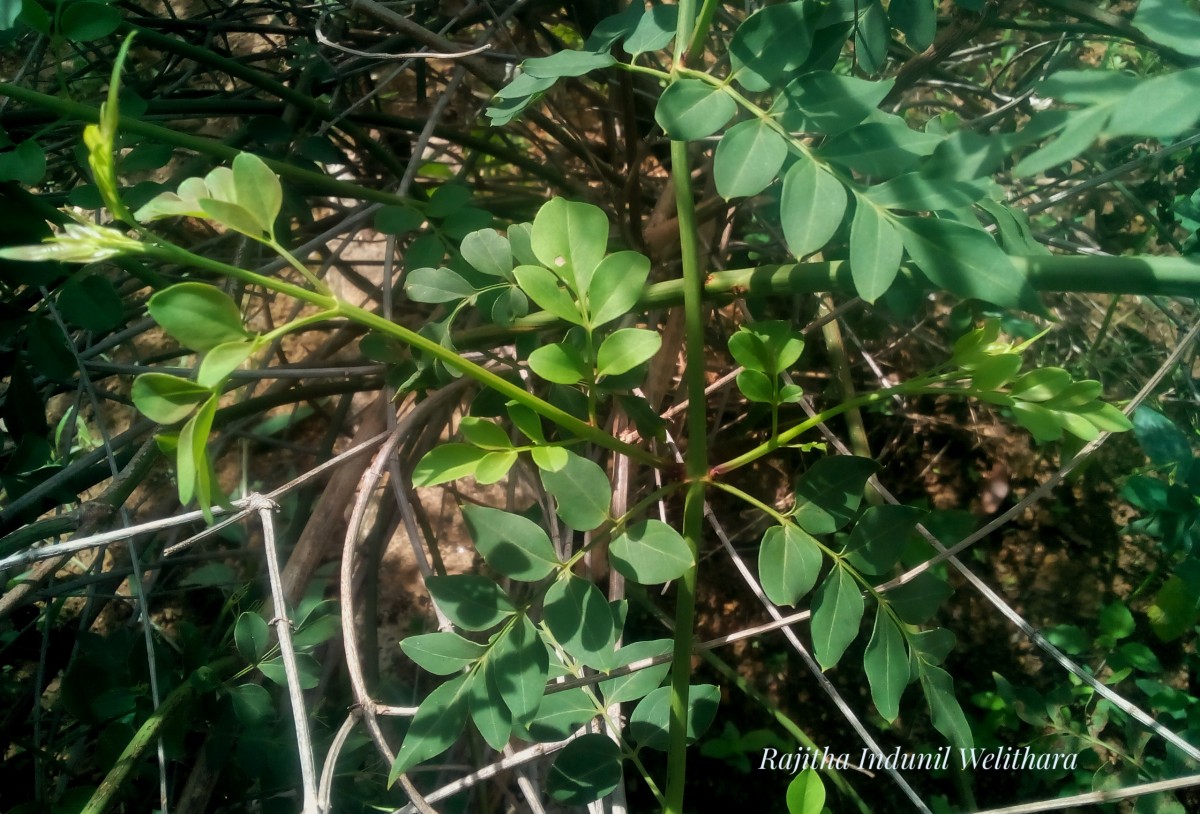 Jasminum grandiflorum L.